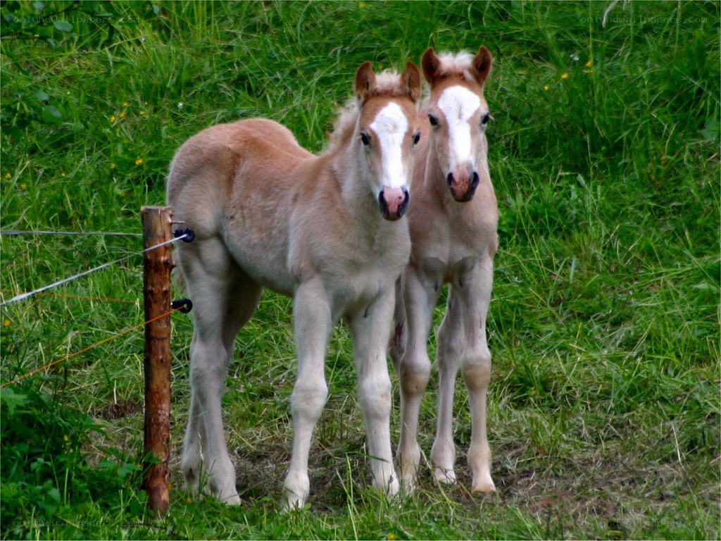 Two foals in a grassy field