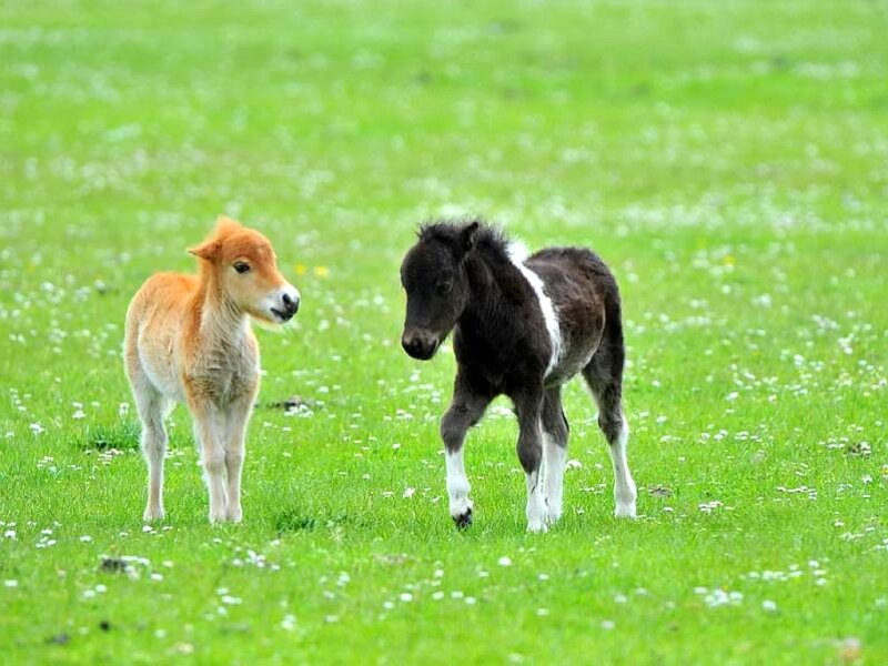 Two foals in a green field