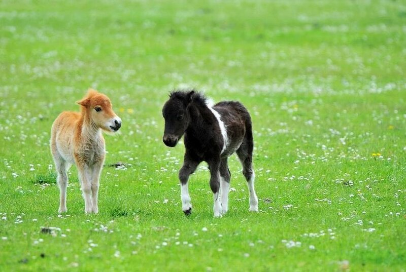 Two Foals in Field — Green, Peaceful, Afternoon