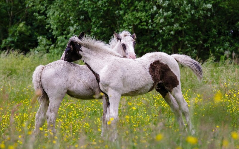 Two Foals in Field — Green, Peaceful