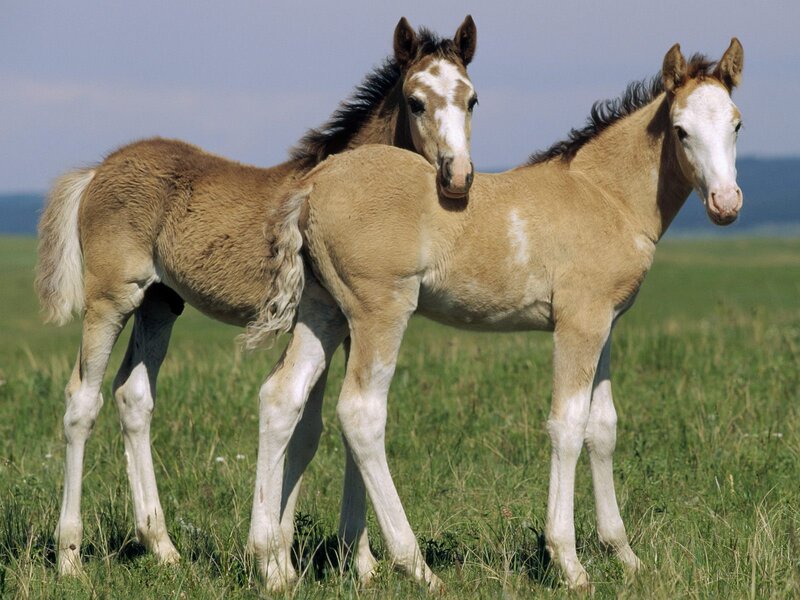 Two Foals in Field — Green