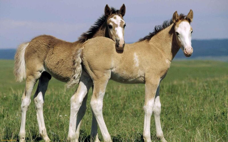 Two Foals in Field