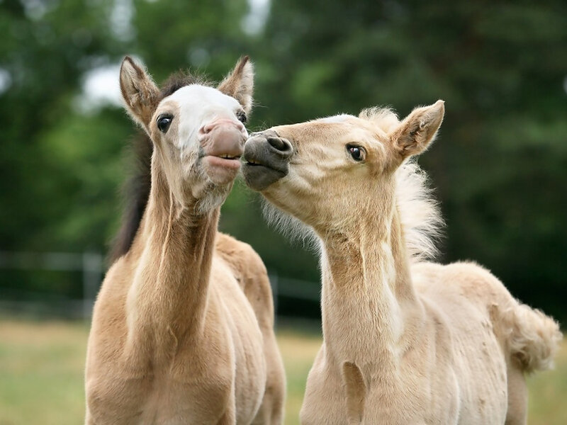 Two Foals Interacting