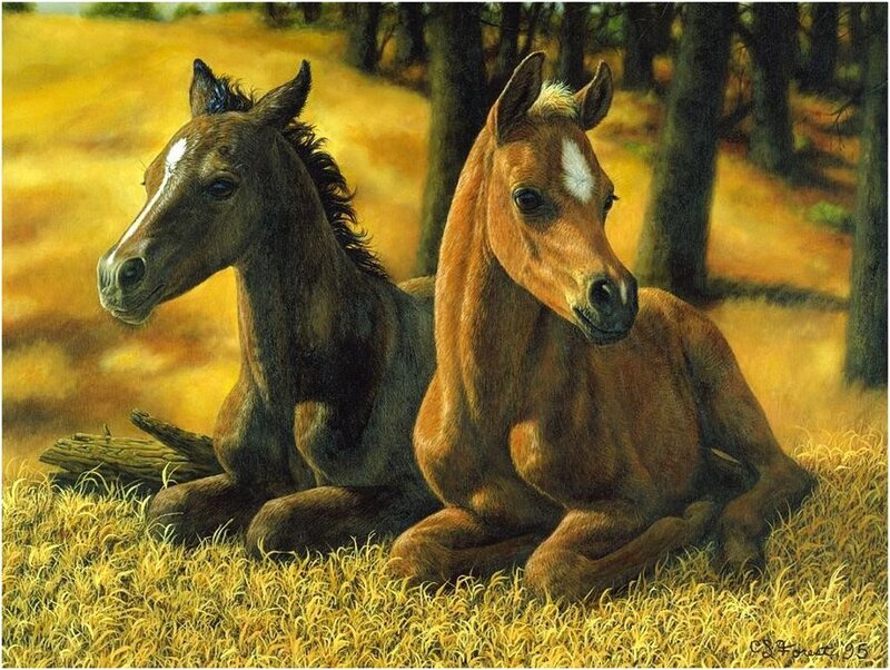 Two Foals Lying Down