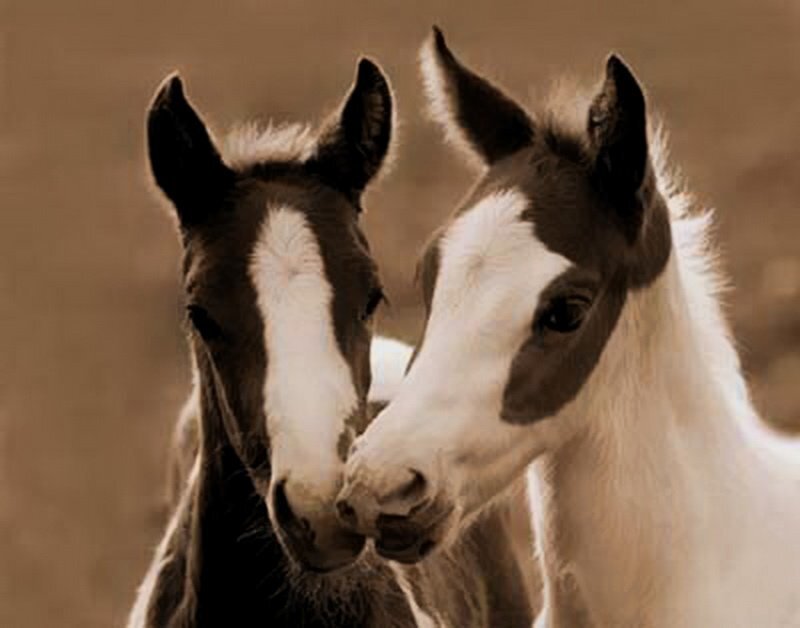 Two Foals Nuzzling