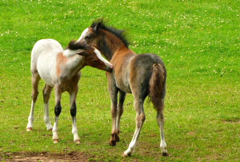Two foals playing in a field