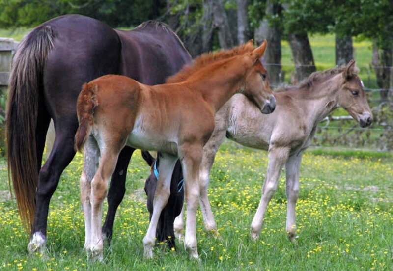 Two Foals with Adult Horse