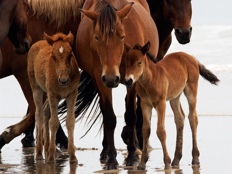 Two Foals with Adult Horses — Brown