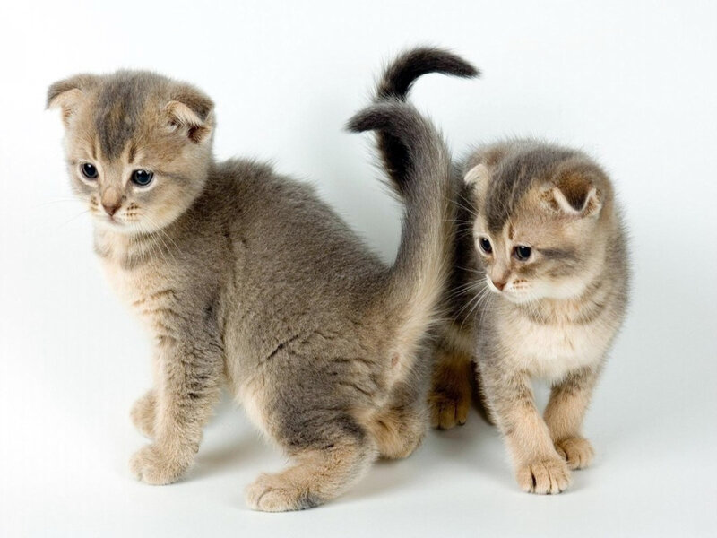 Two Folded-ear Kittens — Gray
