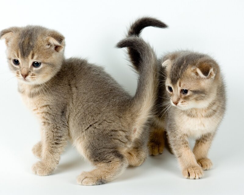 Two Folded-ear Kittens
