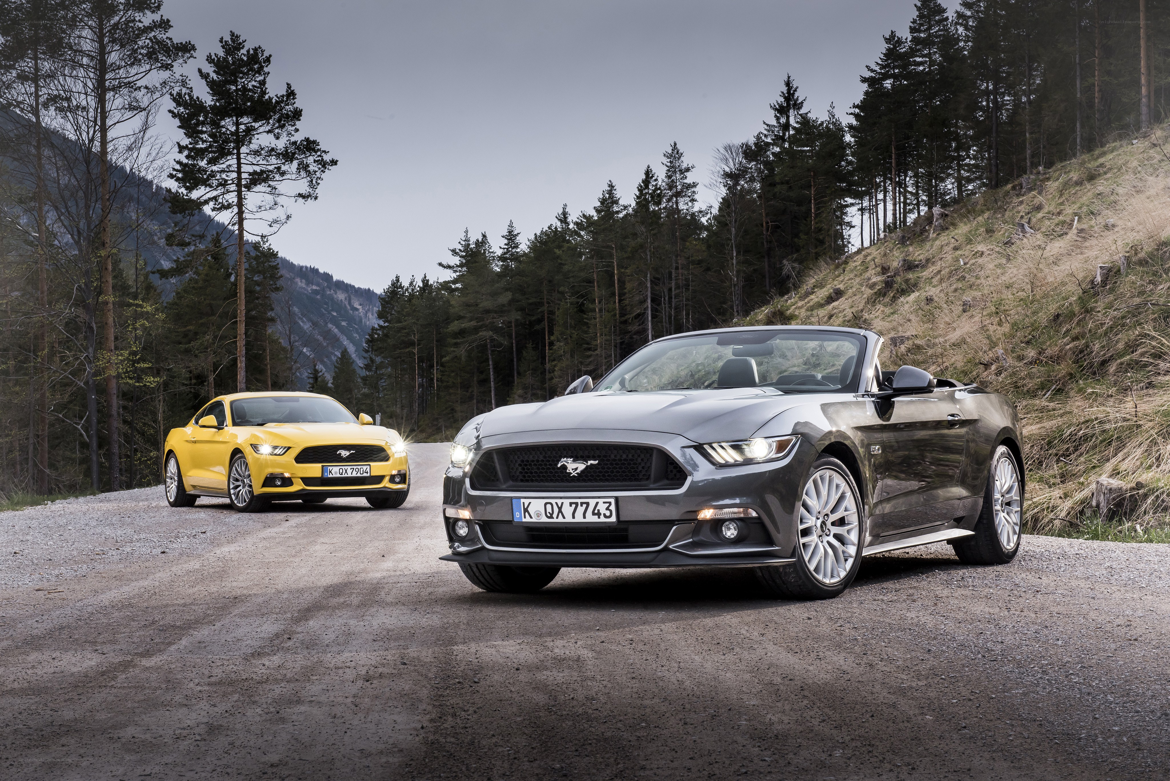 Two Ford Mustangs on a forest road
