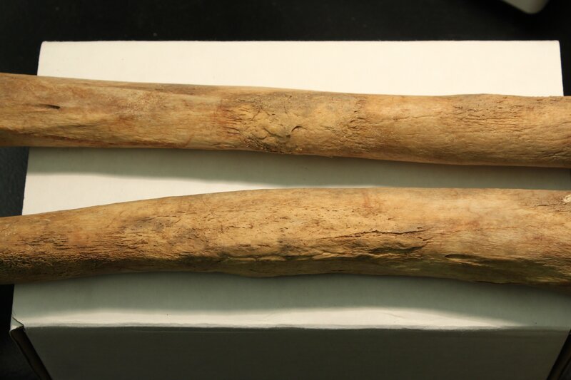 two fossilized bones
