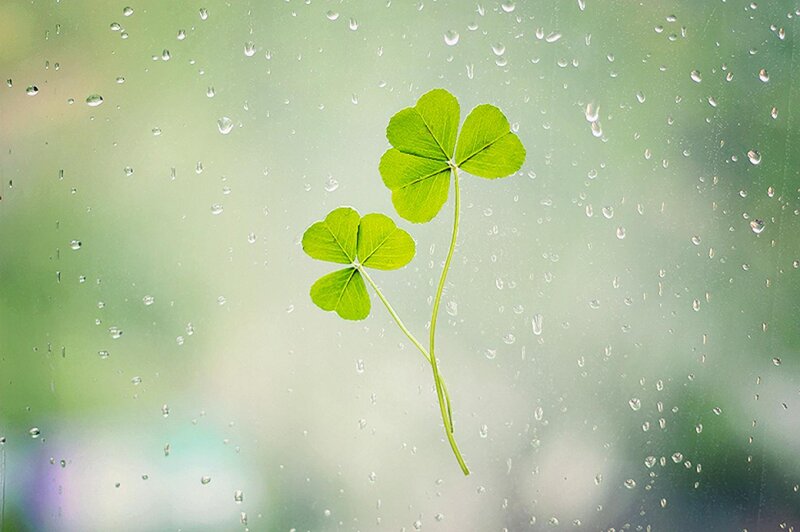 Two Four-leaf Clovers — Green