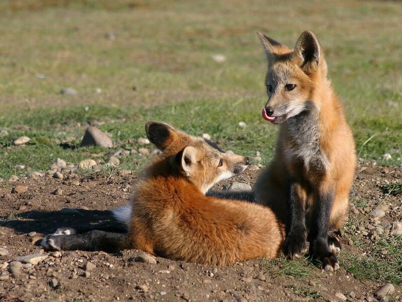 Two Fox Kits — Brown, Calm, Afternoon