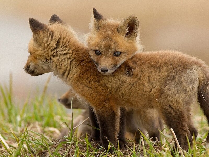 Two Fox Kits — Brown, Calm, Morning