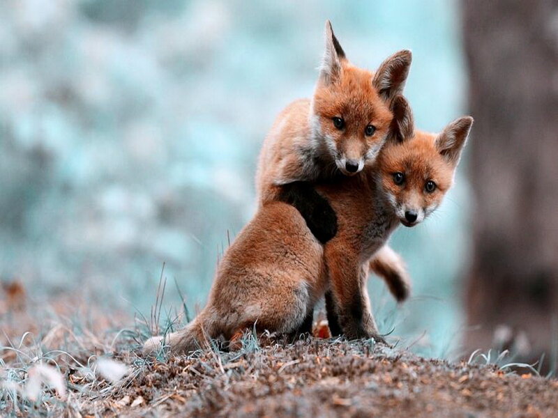 Two Fox Kits — Brown, Calm, Photograph