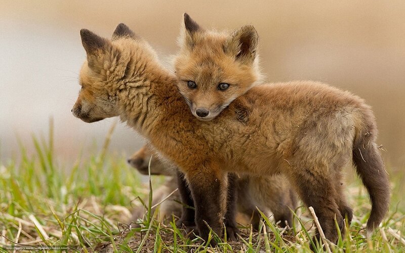 Two Fox Kits — Brown, Calm, Spring, Photograph