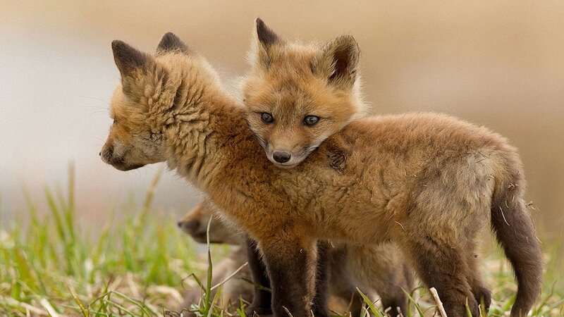 Two Fox Kits — Brown, Calm