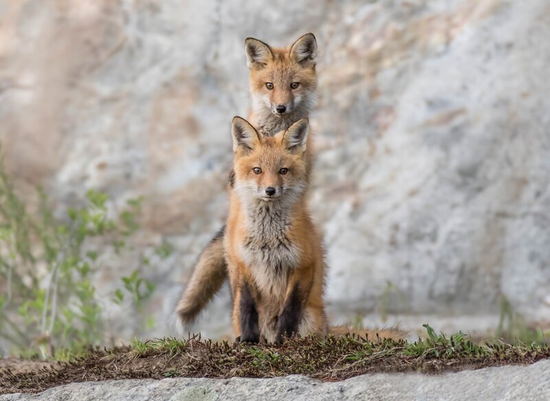 Two Fox Kits — Brown, Curious, Afternoon, Photograph