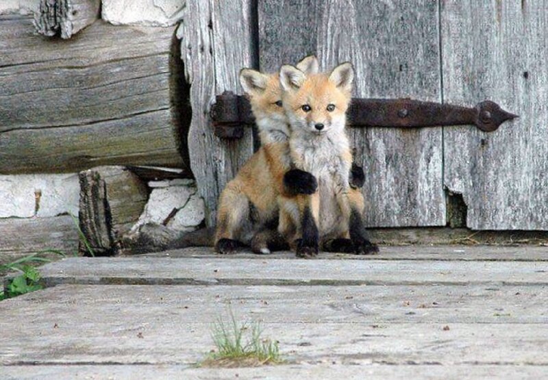 Two Fox Kits — Brown, Curious, Afternoon