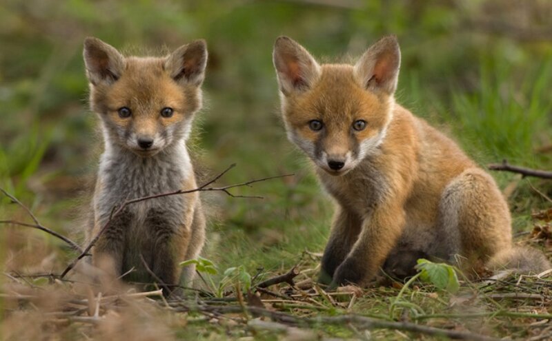 Two Fox Kits — Brown, Curious