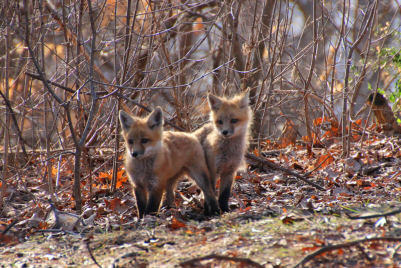 Two Fox Kits — Brown, Natural, Autumn