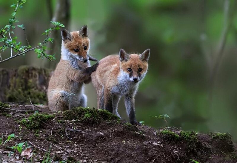 Two Fox Kits — Brown, Natural, Morning