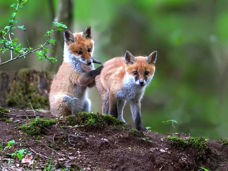 Two Fox Kits — Brown, Natural, Spring