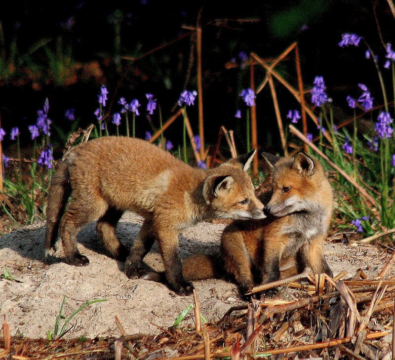 Two Fox Kits — Brown, Natural