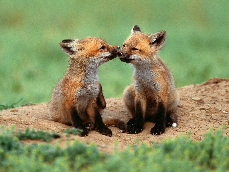Two Fox Kits — Brown, Peaceful, Afternoon, Photograph