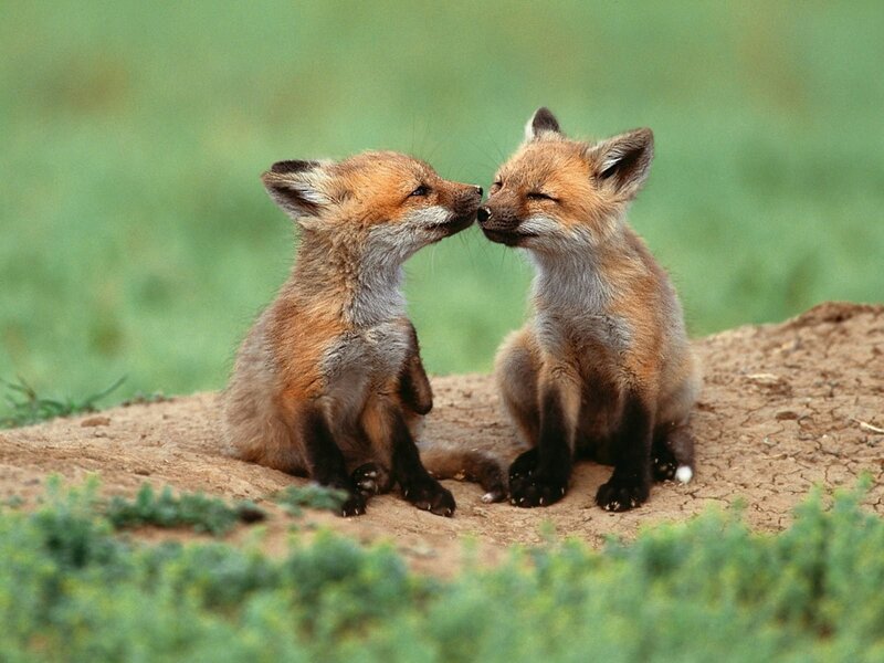 Two Fox Kits — Brown, Peaceful, Afternoon