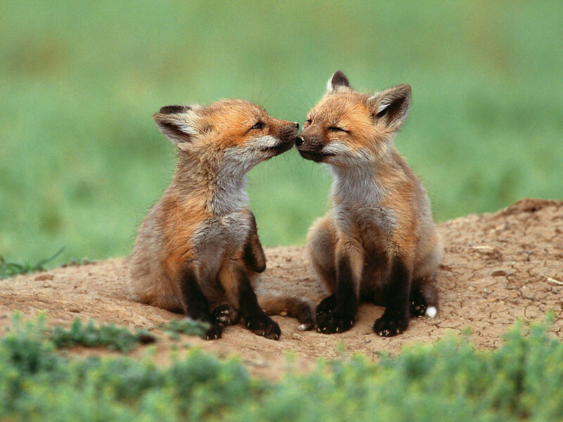Two Fox Kits — Brown, Peaceful
