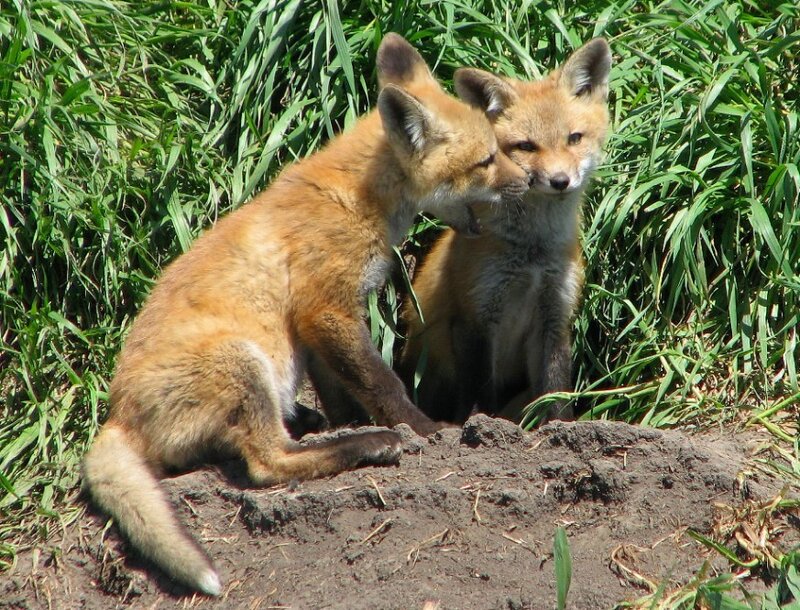Two Fox Kits — Brown
