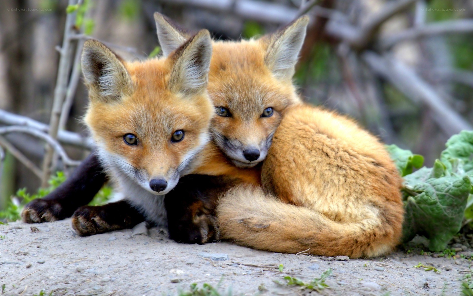 two fox kits cuddling