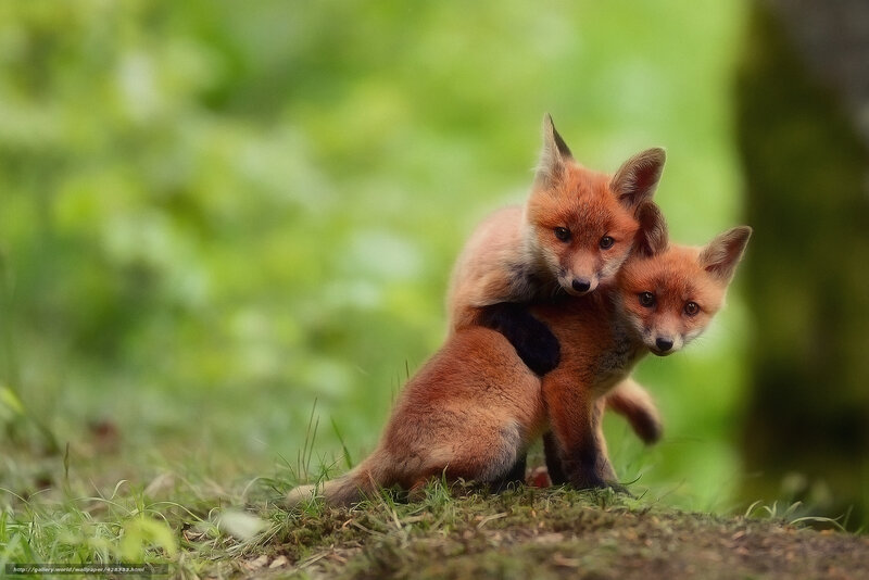 Two Fox Kits — Green, Calm