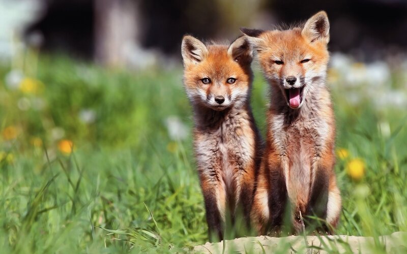 Two Fox Kits — Green, Playful, Afternoon, Photograph
