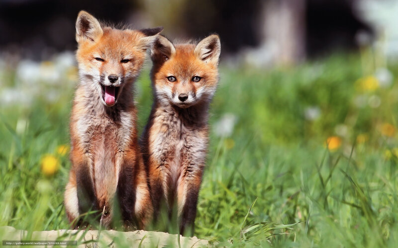 Two Fox Kits — Green, Playful, Afternoon