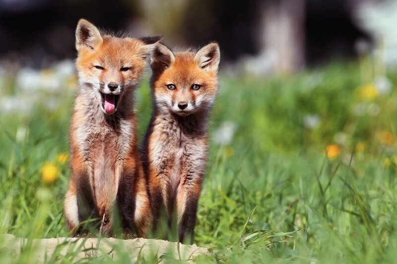 Two Fox Kits — Green