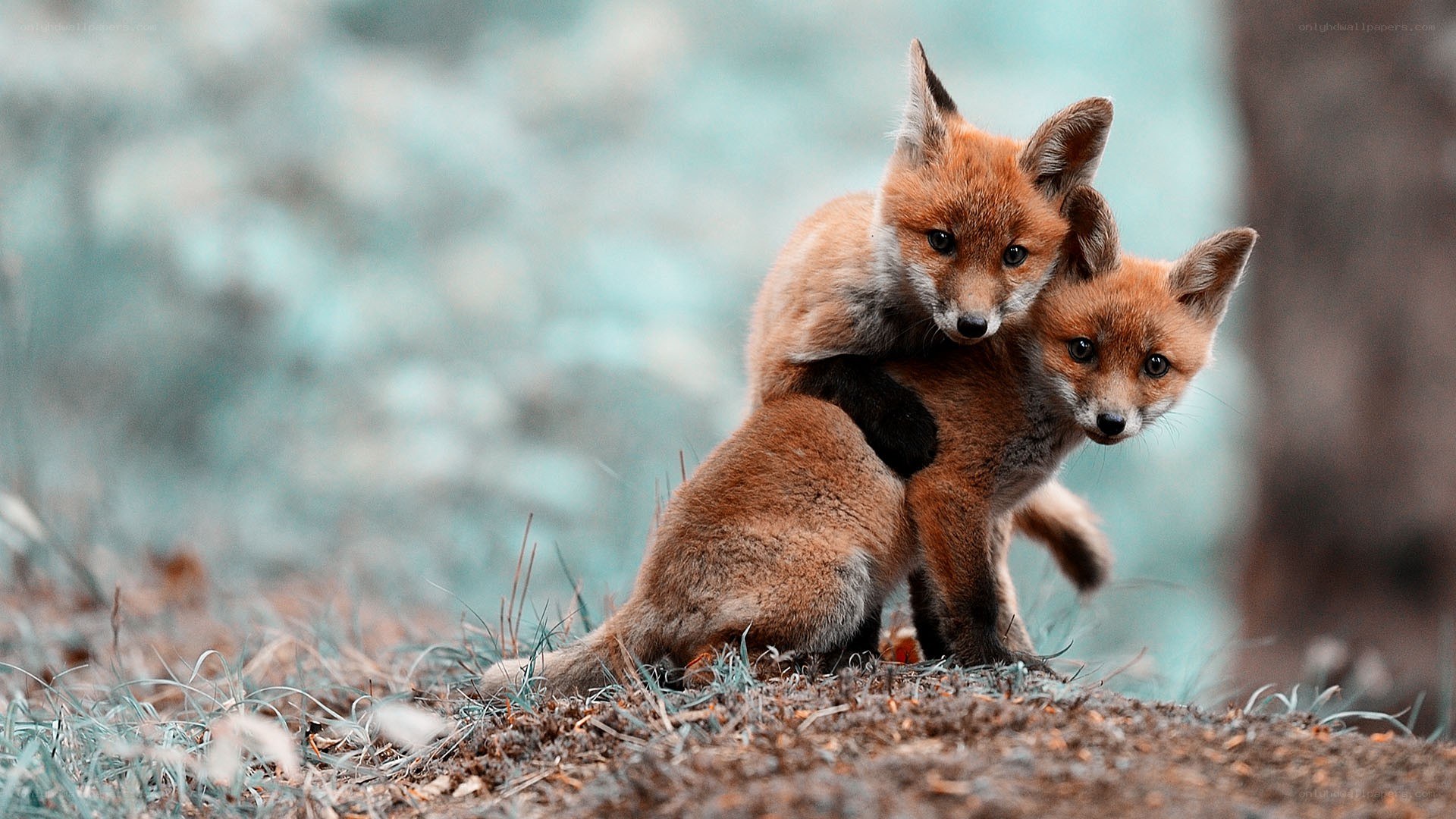 Two fox kits hugging