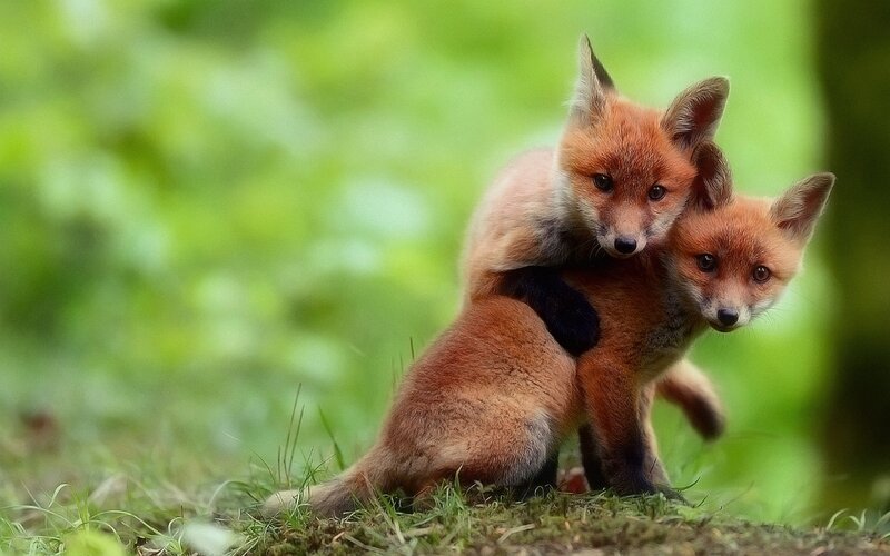 Two Fox Kits Hugging — Green