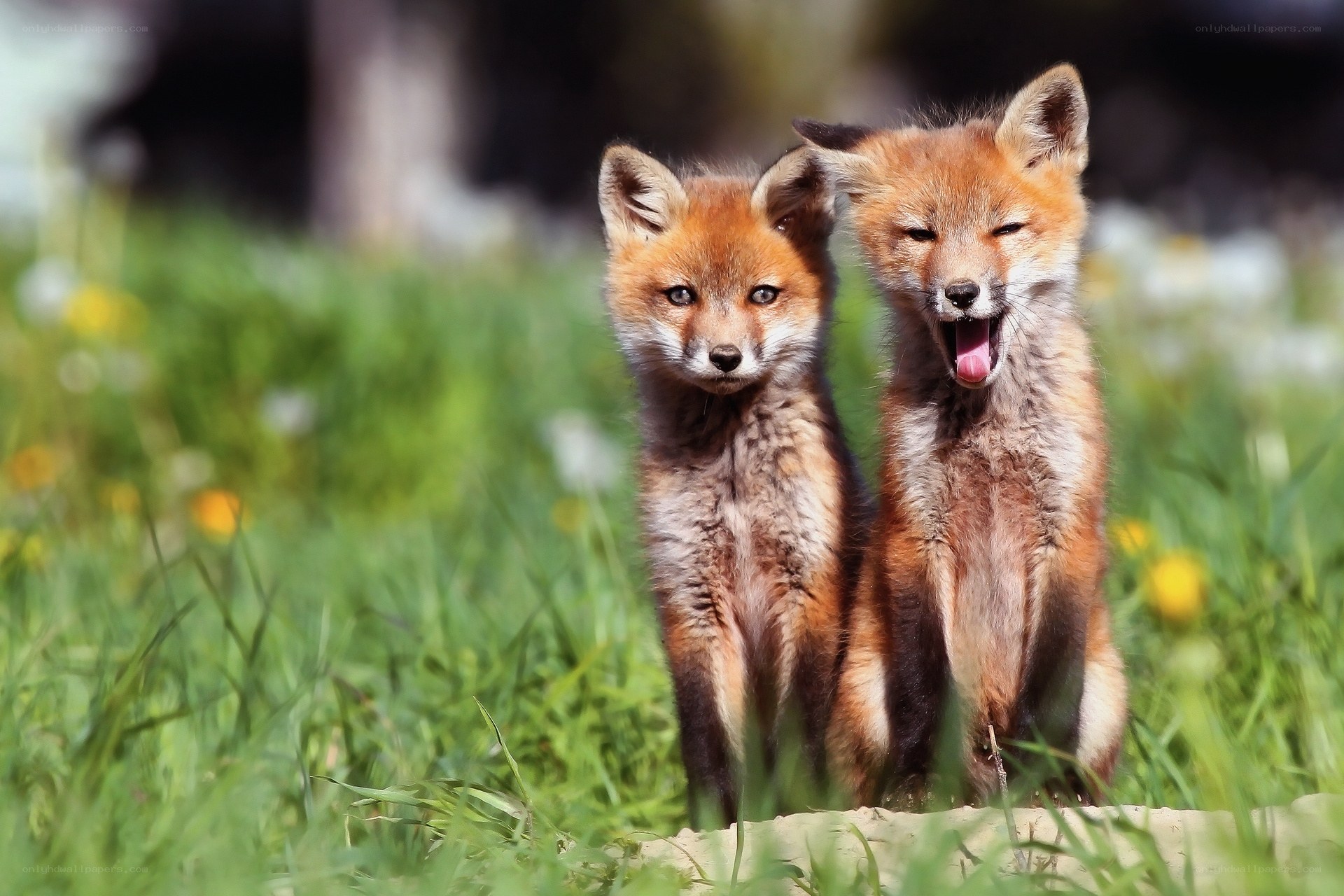 Two fox kits in a field