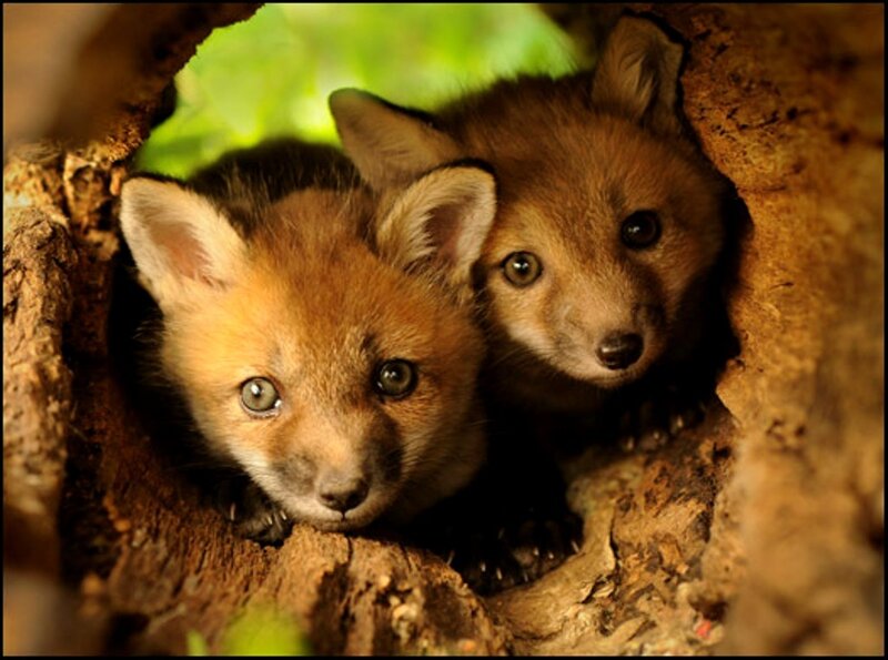 Two Fox Kits in Den