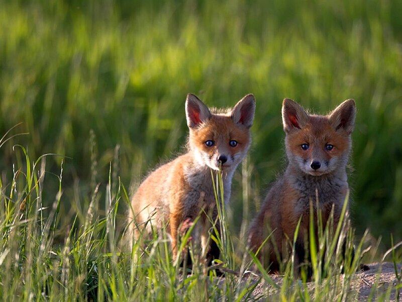 Two fox kits in grass