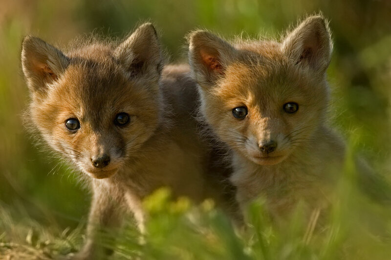 Two Fox Kits in Grass — Brown, Calm