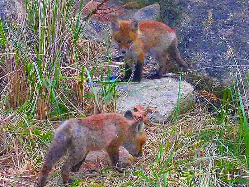 Two Fox Kits in Grass — Brown, Natural
