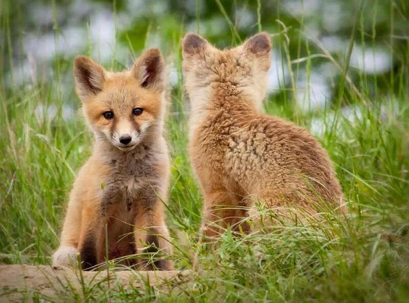 Two Fox Kits in Grass — Brown
