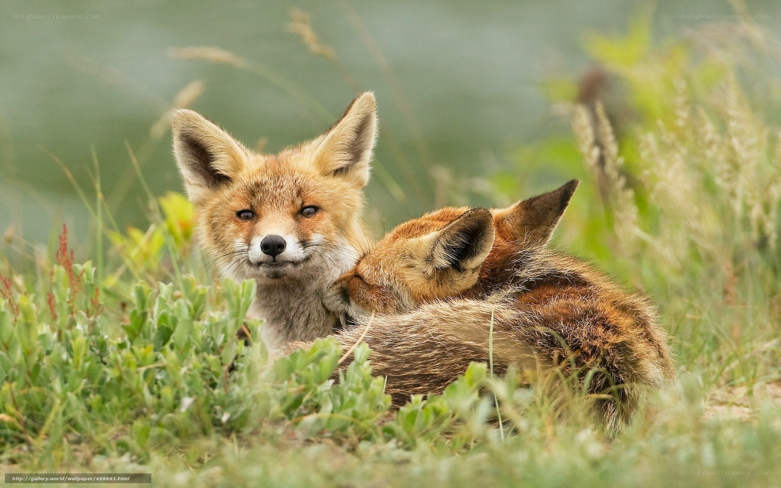 Two fox kits in grass