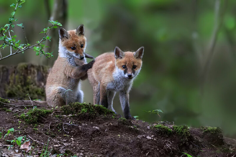 Two fox kits in the forest
