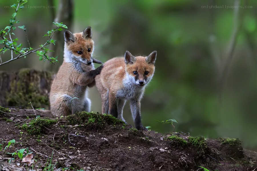 Two fox kits in the forest
