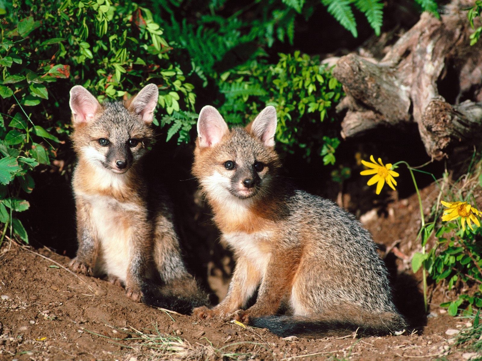 Two fox kits in the wild